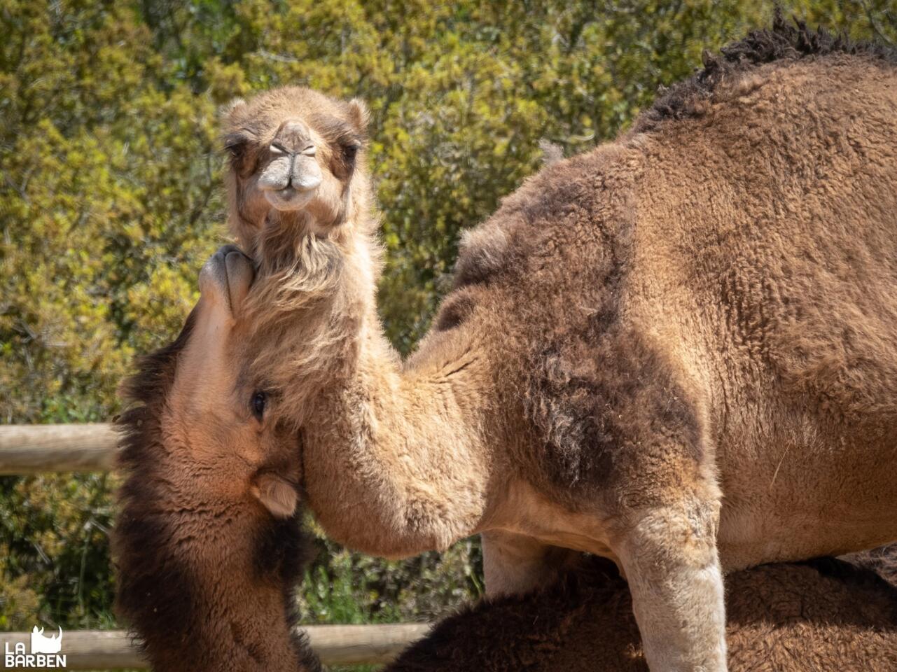 Famille devant les sentiers ombragés du parc animalier de La Barben en Provence